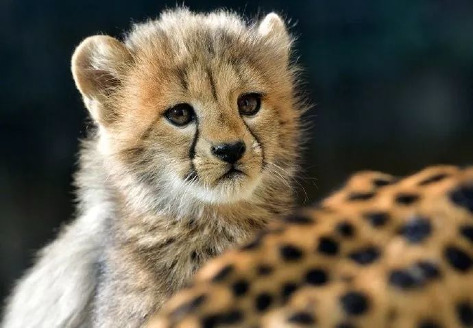 这撩人的眼线和法令纹小奶豹太萌了