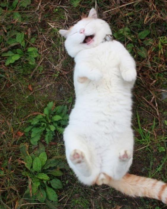 如果猫咪轻咬你时,你知道这是代表什么意思吗