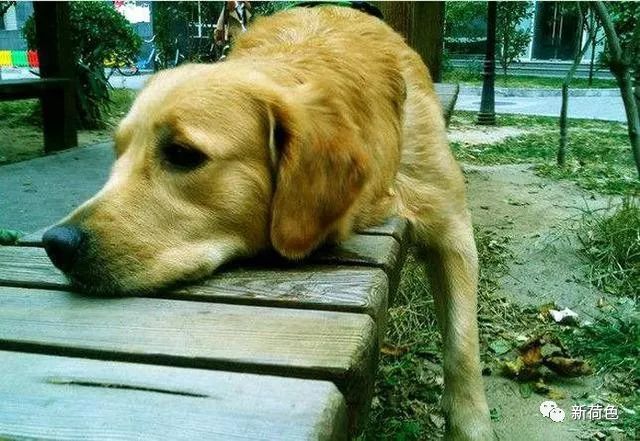 暴雨后这只金毛与泥土融为一体,眼神卑微求助无望,网友:心疼