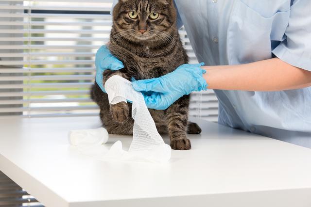辟谣 猫咪身上被蜜蜂蛰了一个包 快用手或镊子取出蜂刺