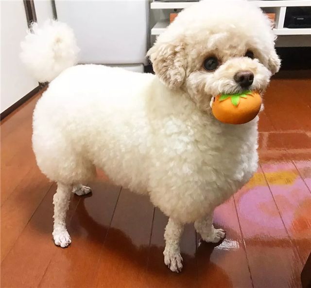 泰迪挑战羊咩咩造型,有没有被萌到?