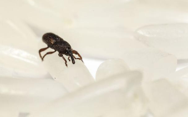 家里大米 生虫 别暴晒 学会3个 技巧 跟黑色米虫说拜拜