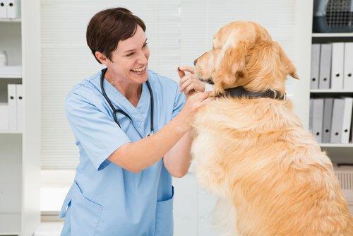 犬利什曼病的诊断和治疗利什曼病是一种慢性和复杂的疾病,需要妥善