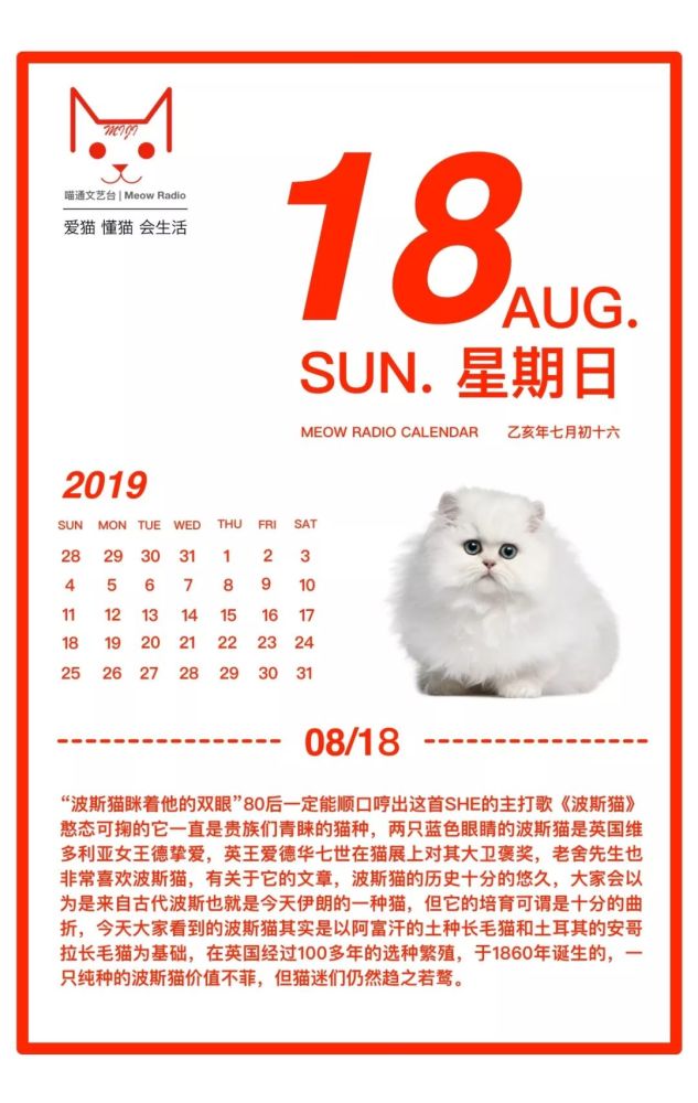 猫咪日历meowcalendar 8月18日欧亚贵族波斯猫