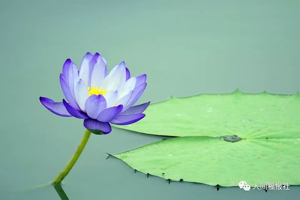 星云大师:身心安稳 从清净三业中来