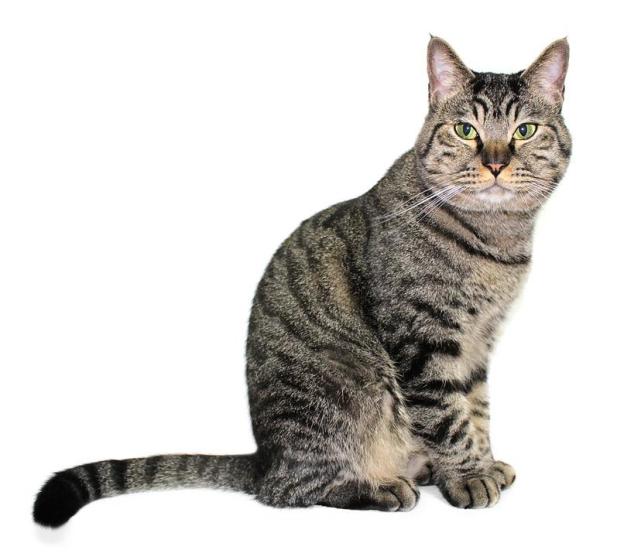 猫的全身性高血压通常与慢性肾病和甲状腺功能亢进有关