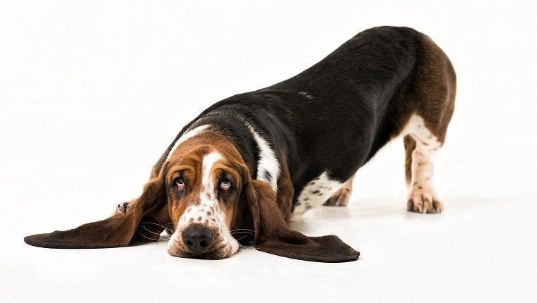 库欣狗狗 治疗犬真菌感染的药物也可以用于治疗库欣病