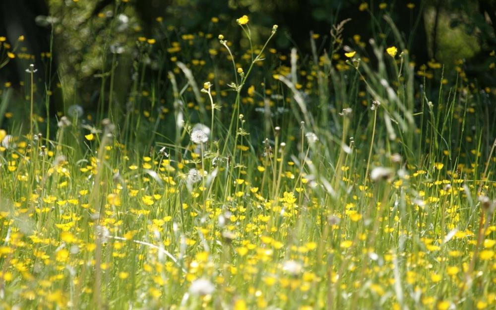花粉症 鼻塞和眼睛发痒的有效家庭疗法