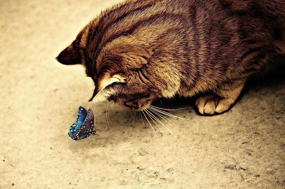 了解一下关于猫糖尿病的治疗和预防