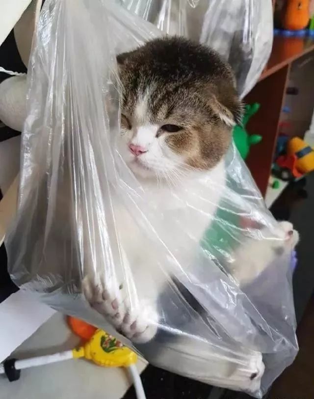 4只猫打碎了花瓶 主人对它们进行审问 求哪只猫说的是真话