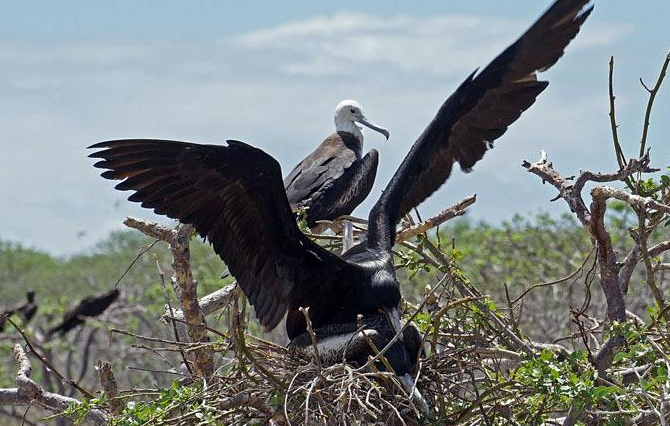 世界上飞得最快的鸟,速度快过布加迪,12级大风还能照常飞!
