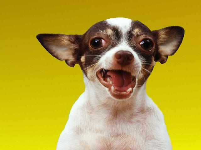 敏感吉娃娃爱咬人,从原因到对策详细解析,助你