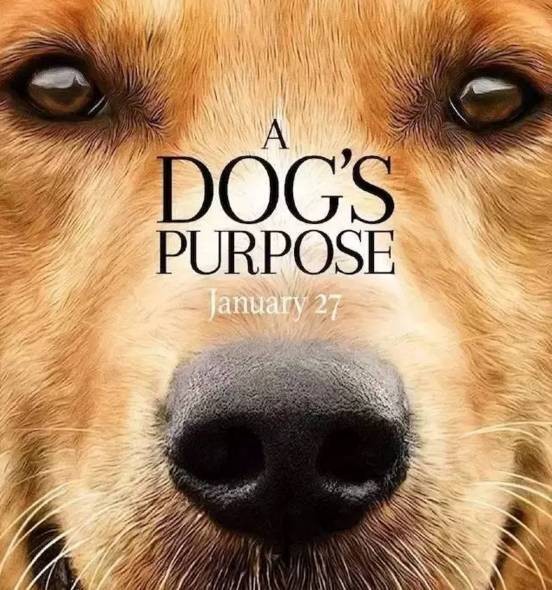 宠物电影,都是催泪弹,曾经让万千少女为之流泪的经典之作,《忠犬八公