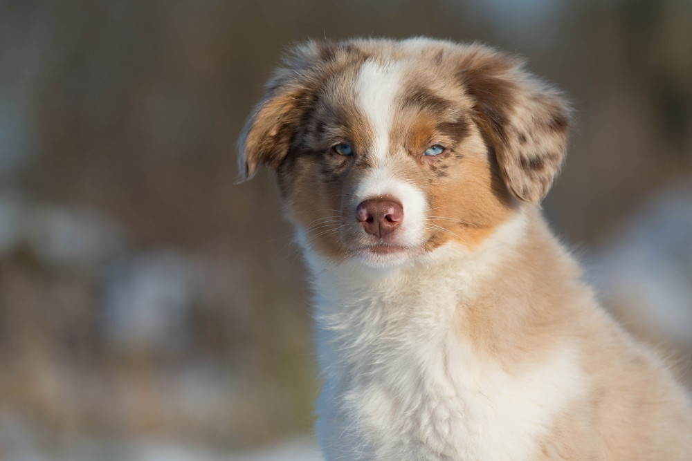 眺望远方,狗狗们也有诗和理想