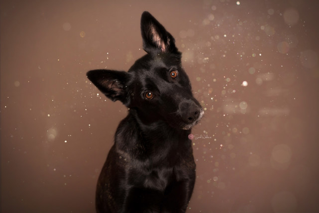 黄昏下坐立的狗狗可爱目光让人融化了