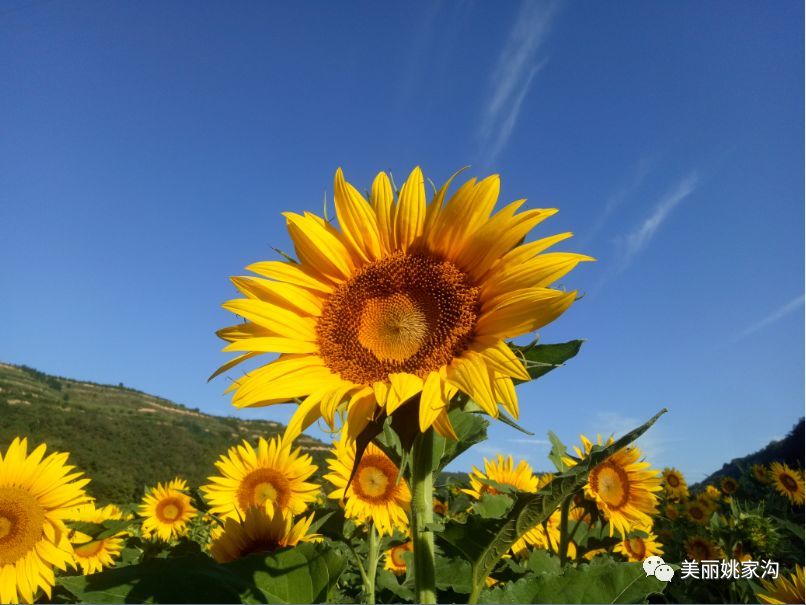 纳凉 避暑 赏百亩葵花 金马山游憩 姚家沟不觉有夏