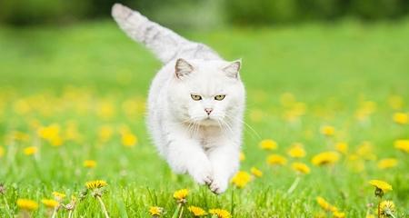 今年春天保护你的猫不受寄生虫影响的7大理由