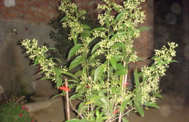 夏季夜來香怎麼養教你3個養護小妙招花期8月還能驅除蚊蟲