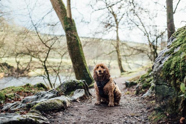 狗狗在落日的余晖中显得格外的沉静
