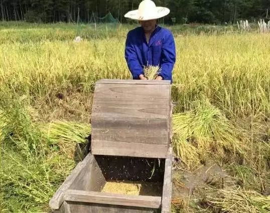 打穀子咯荊門農村這些打穀子的工具你還記得幾個