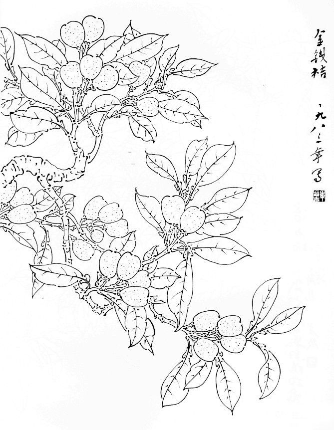 书画联盟丨蔬菜水果白描稿