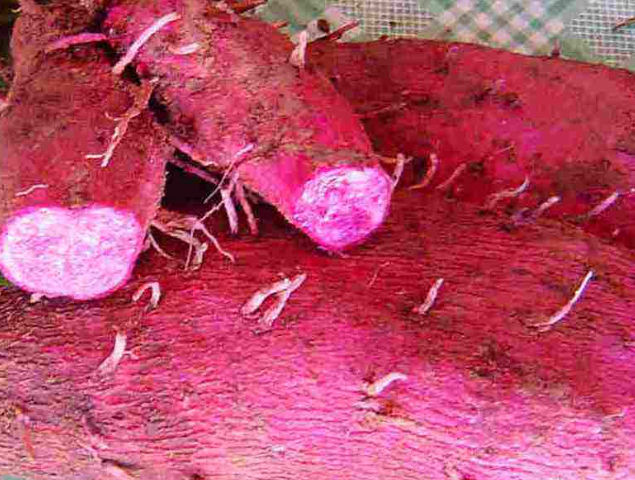 它有着 紫人参 的称号 花青素含量很高 却很少有人见过