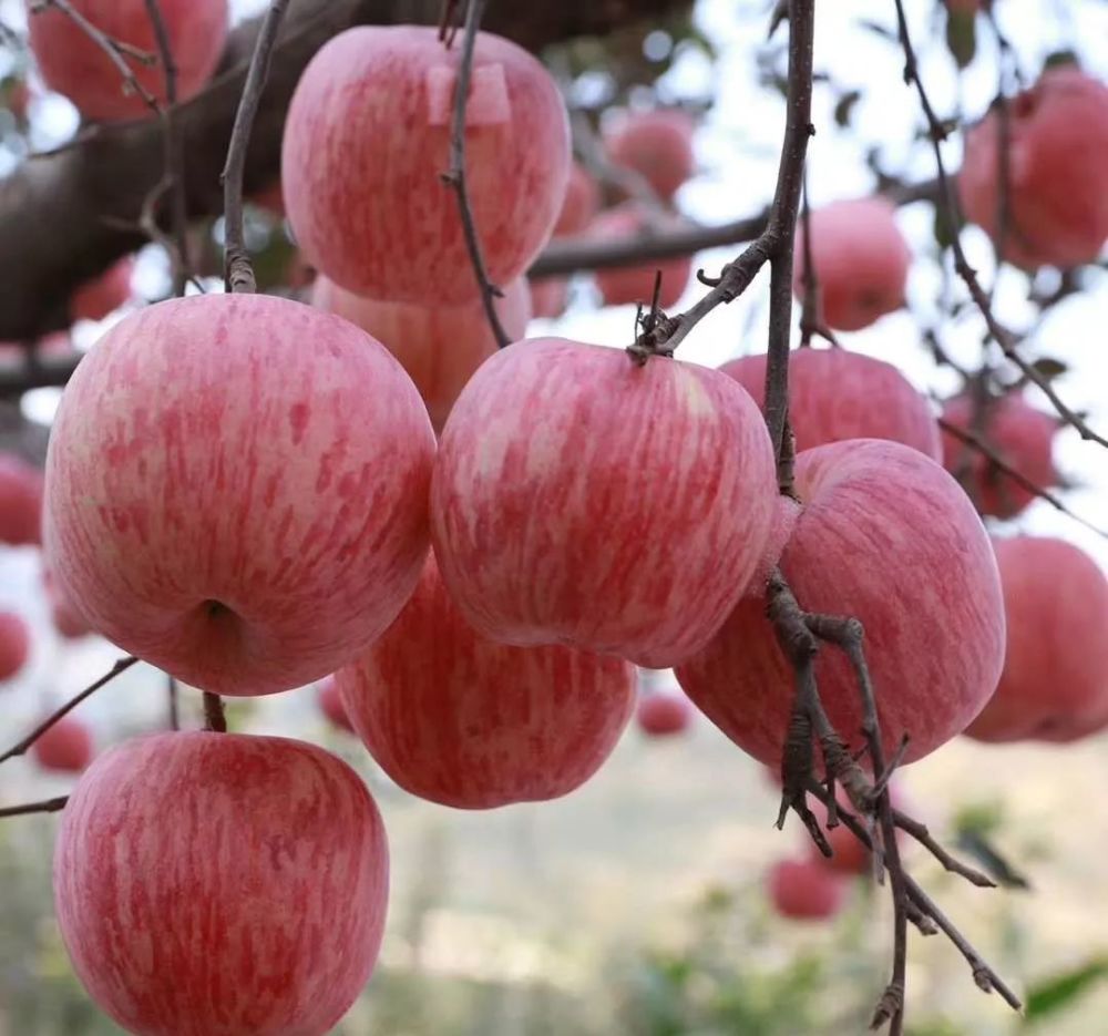 看看条红苹果和片红到底哪个更具有发展前途