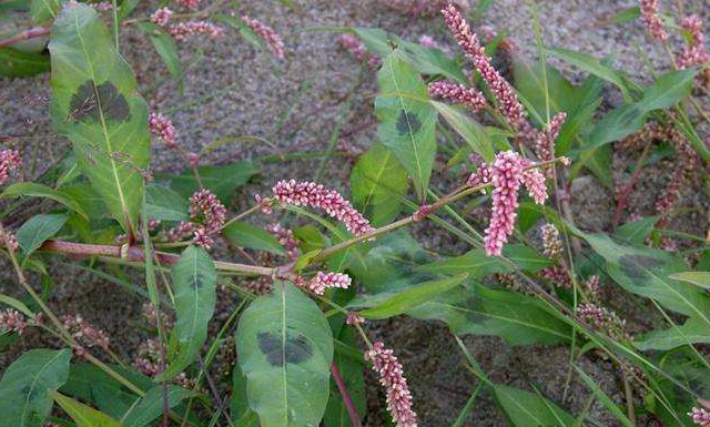 作为一种中药材,辣蓼具有清热解毒,消肿止痛,排湿解毒的功效,是一种