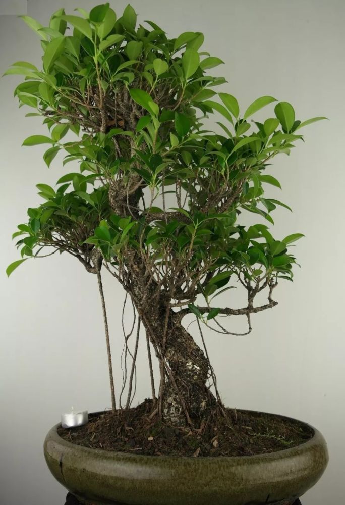 垂叶榕是很受欢迎的室内盆景树,它的枝叶可以保持常年翠绿,可以长成