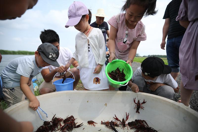钓龙虾抓龙虾这帮城里孩子在崇明的稻田里玩疯了