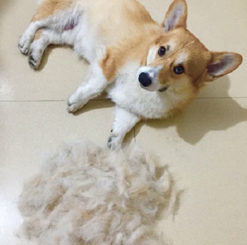 最爱掉毛的狗狗排行榜 柯基第五名 第一名众望所归