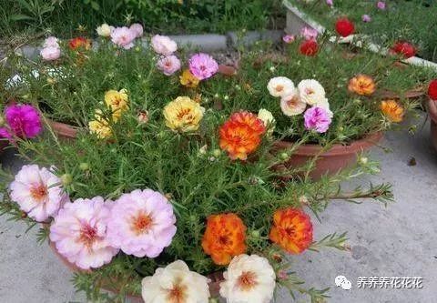 太陽花只長葉不開花?沒了