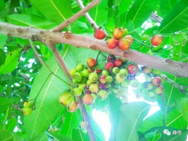 水翁蒲桃树上青红相间的果子