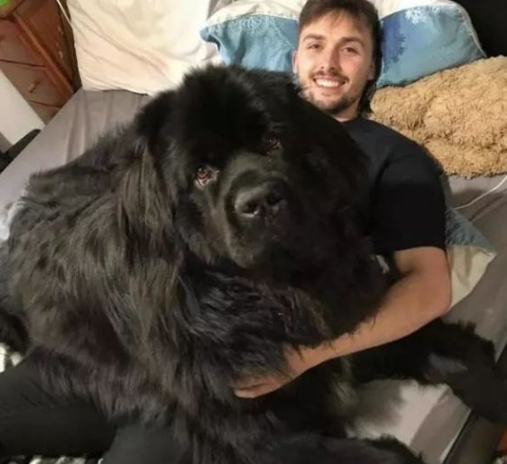 一只体型巨大内心温柔的狗 虽然长得和熊似的 却还要主人抱抱它