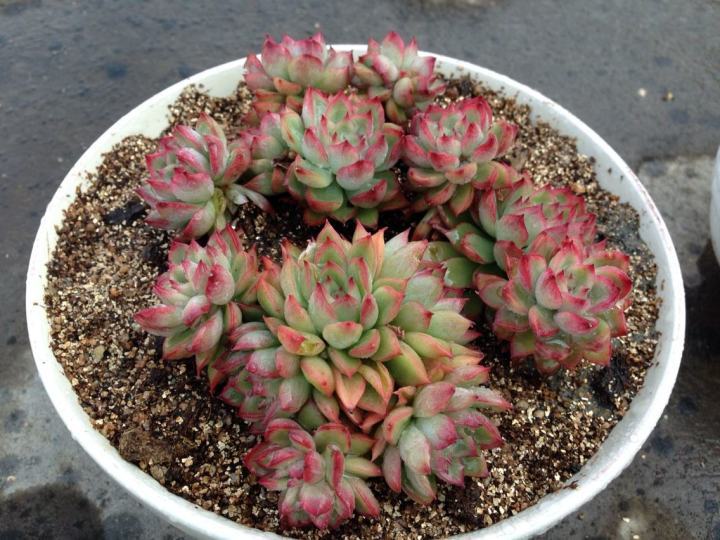 女雏 容易长侧芽爆盆的多肉植物