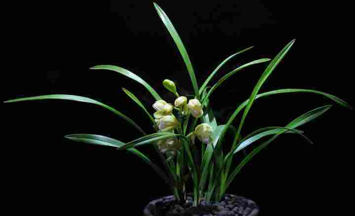 中国十大名花 你养过几种