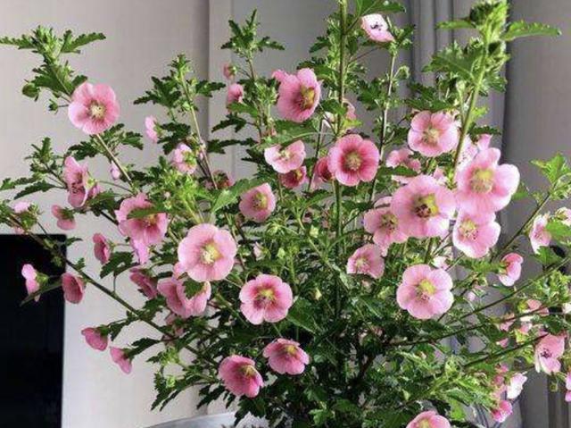 8月下旬养1种花 25天后 爆盆 开花30朵 比茉莉花好看 腾讯新闻