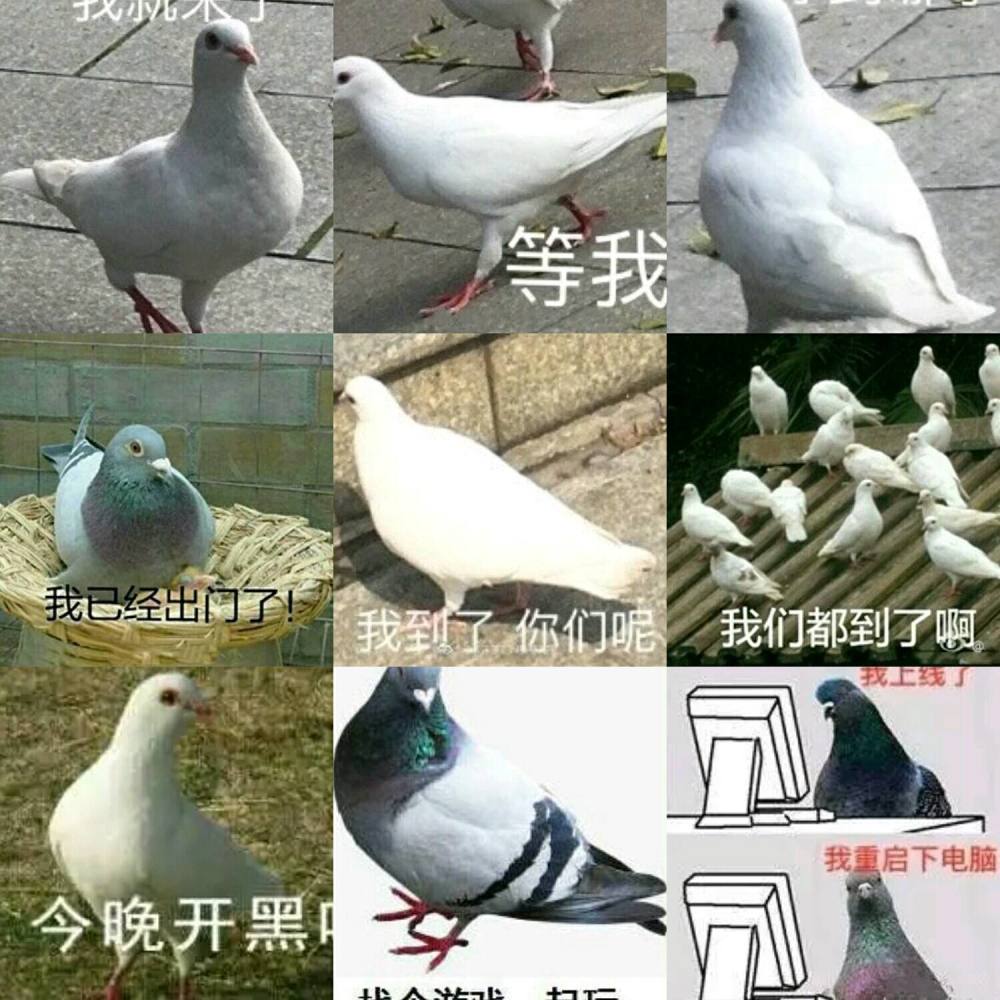 鸽子程序表情包图片