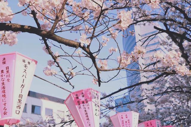 目黒 日本 体育 大学 高等 学校