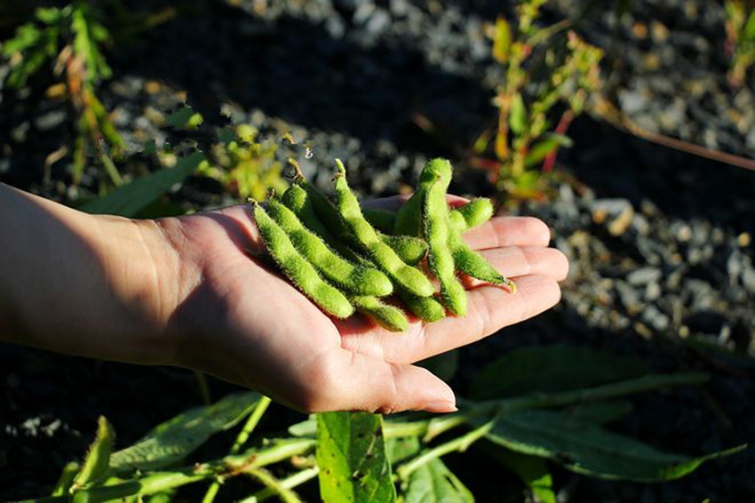 毛豆種植其實不難掌握好這些技巧豆莢飽滿一茬收完接一茬