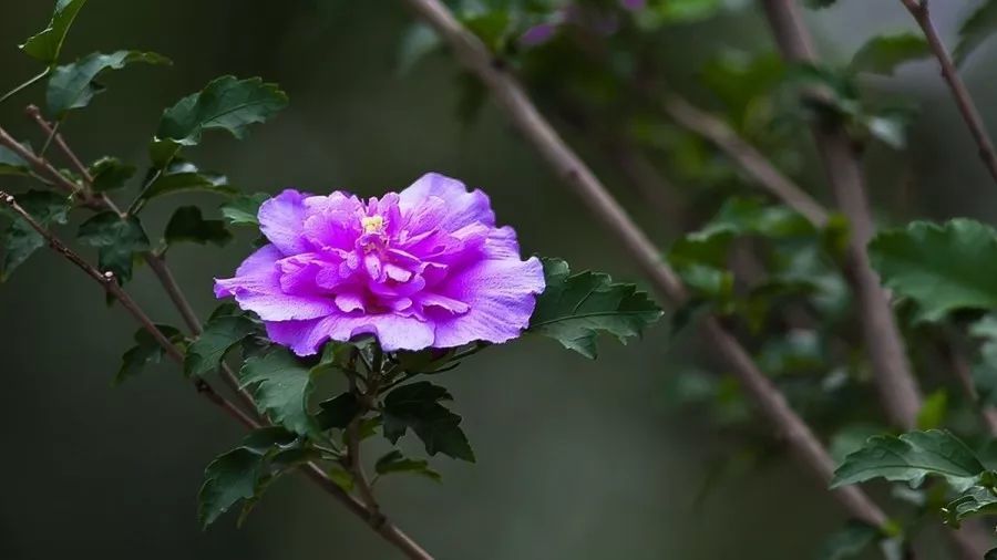 夏花绚烂惹人爱 没想到吃起来也不错