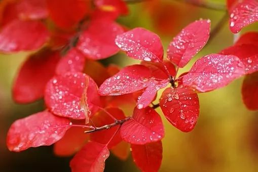 霜叶红于二月花十首极美秋词 枫叶 杜牧