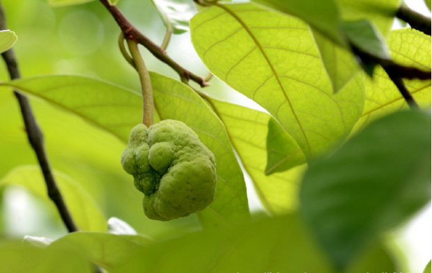 荒野维生野菜系列桂木果