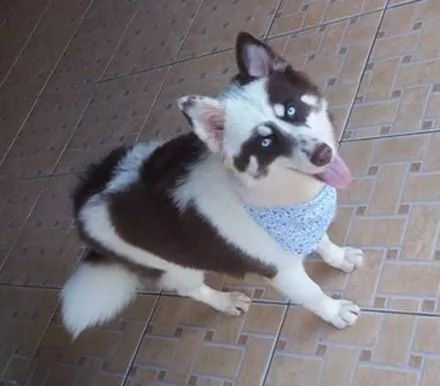 网友晒出哈士奇和边牧的混血儿这狗子的颜值真是一言难尽了