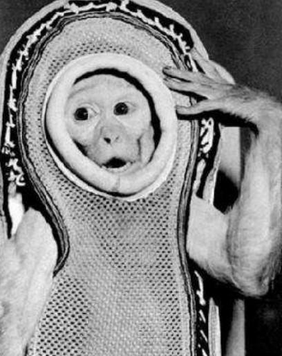 太空的"牺牲品":50年前被人类送上太空的猴子,现在如何了?
