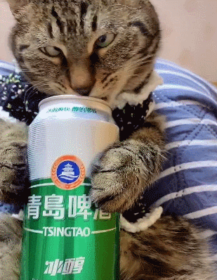 猫咪求偶失败后,喝啤酒解烦恼,结果喝醉后露出本性