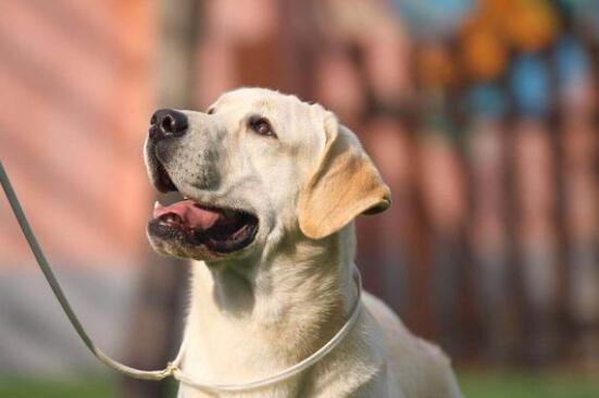喂拉布拉多犬吃什么食物比较好拉布拉多幼犬不能吃的食物