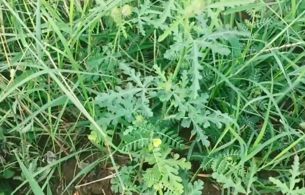 农村杂草丛中的"天炮草,不起眼但用途广,村民咳嗽烫伤都找它_腾讯