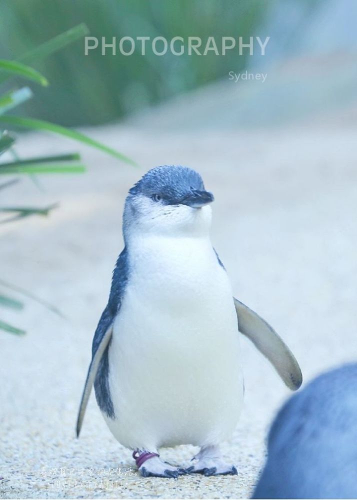 世界上最小最萌的神仙小企鹅你爱吗