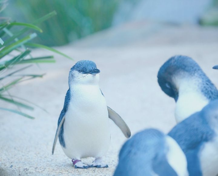 世界上最小最萌的神仙小企鹅你爱吗